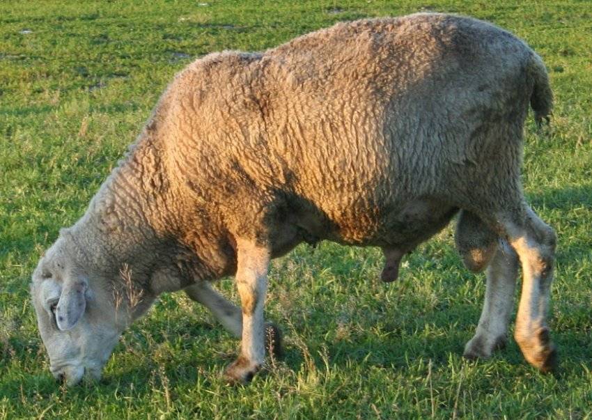 Куйбышевская порода овец: описание, продуктивность, достоинства