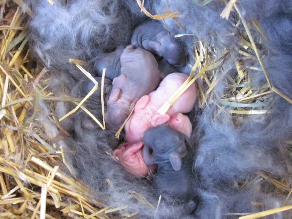 Развитие новорожденных кроликов: ? этапы, уход и кормление, сложности периода