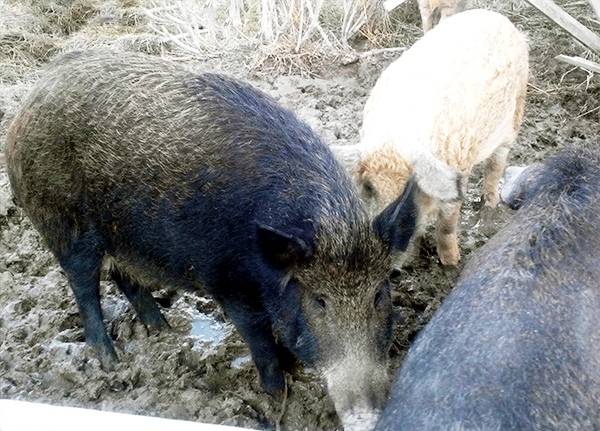 Свиньи породы мангал: фото, разведение, содержание и продуктивность