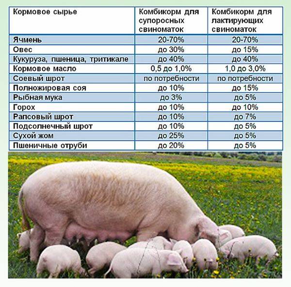 Содержание и кормление свиней различных половозрастных групп