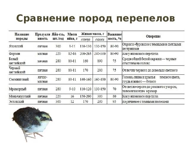 Перепёлка птица. описание, особенности, виды, образ жизни и среда обитания перепёлки | живность.ру
