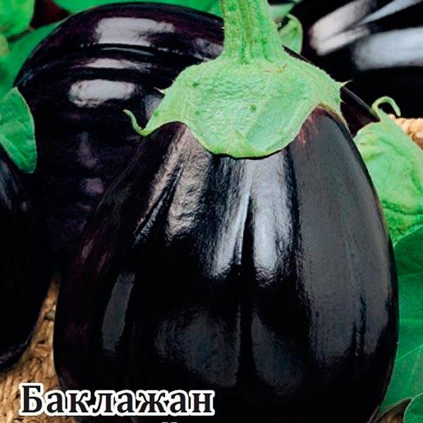 Характеристика сорта баклажана черный красавец. правила выращивания и ухода