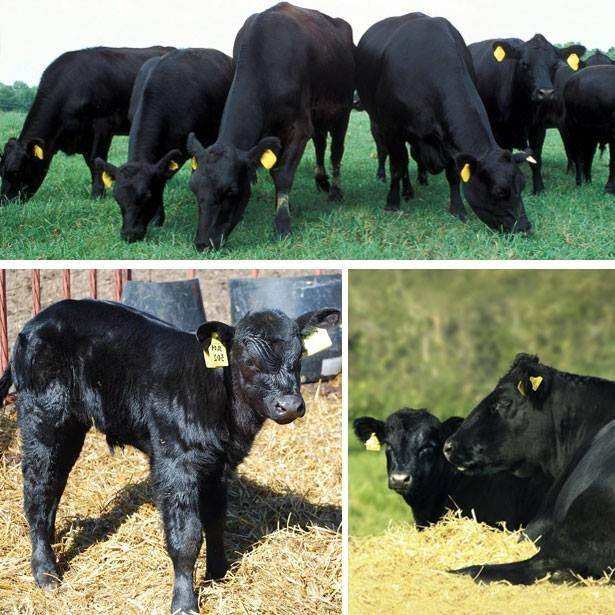 Абердин-ангусская порода коров и другие мясной направленности в животноводстве