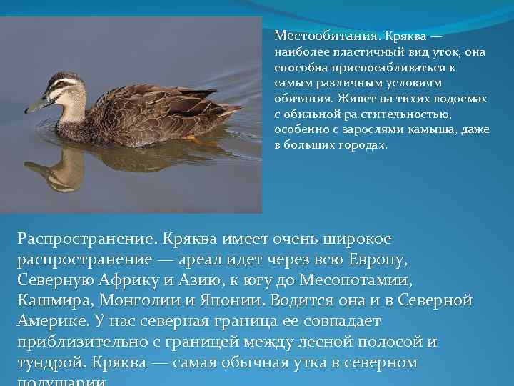 Утка кряква перелетная птица или нет? удивительная утка кряква и ее образ жизни