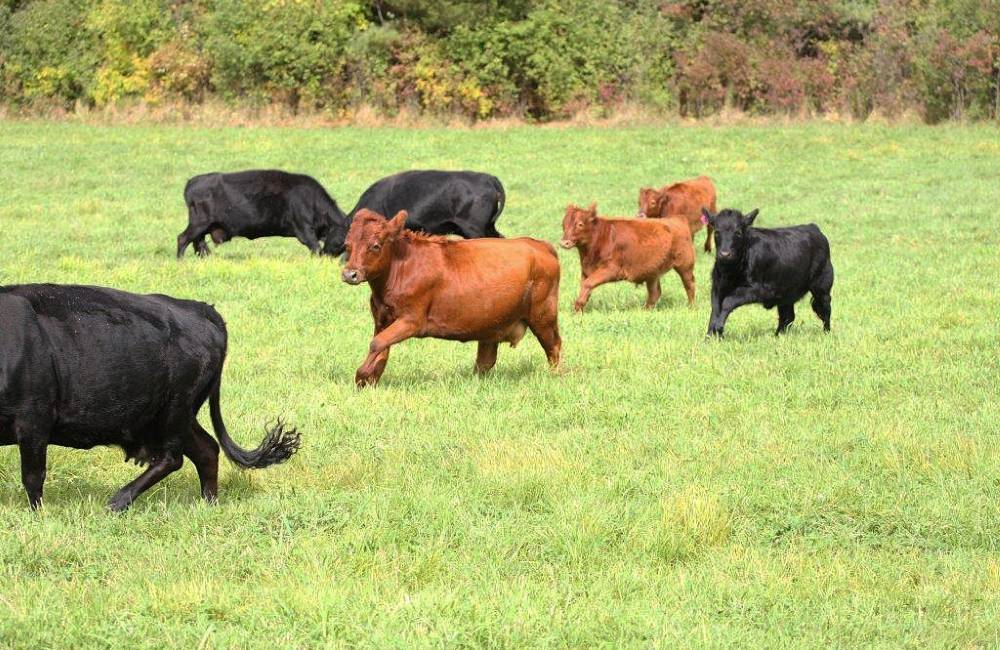 Мини-коровы: обзор пород, их происхождение и характеристики