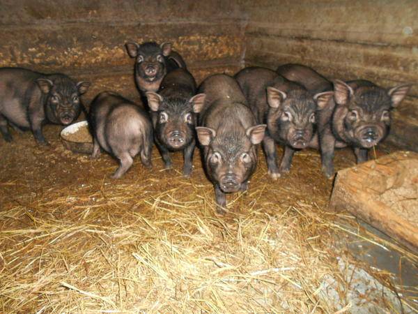 Вьетнамская вислобрюхая свинья: выращивание и содержание породы, рекомендации по кормлению поросят