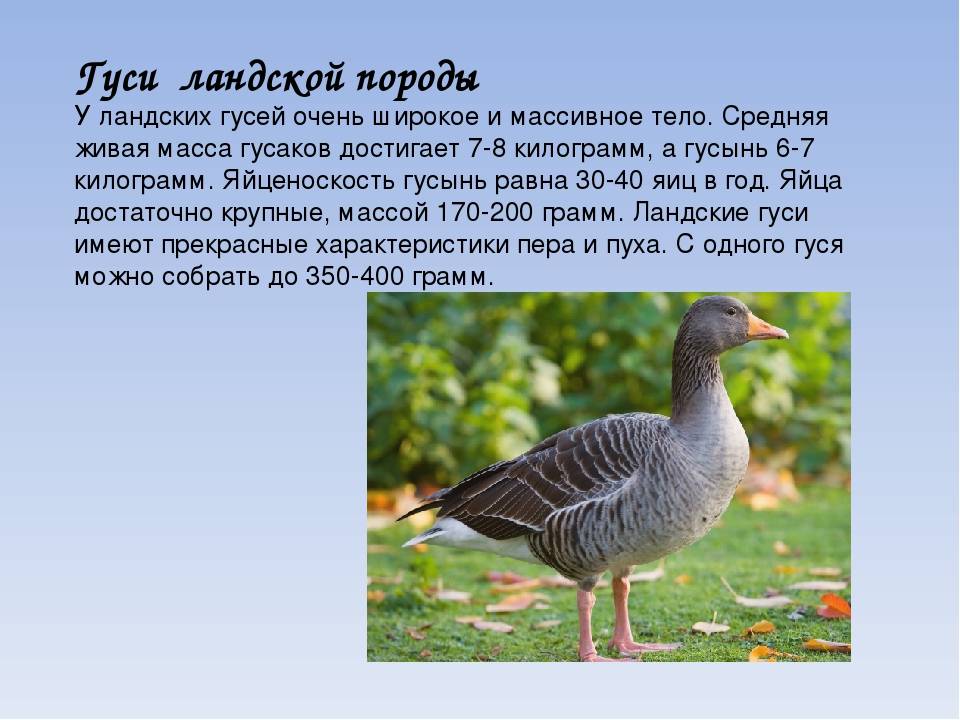 Все о породе серых гусей: описание, характеристики, выращивание птиц