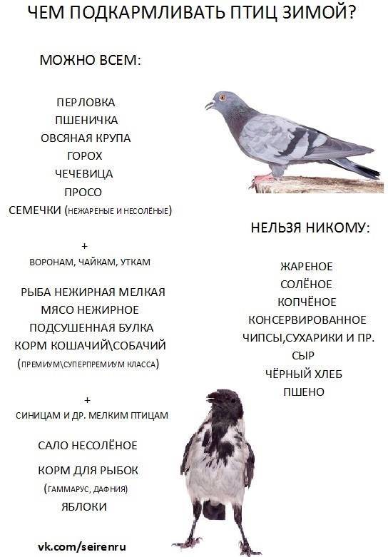 ᐉ чем кормить голубей - рацион, потребности в питательных веществах - zooon.ru