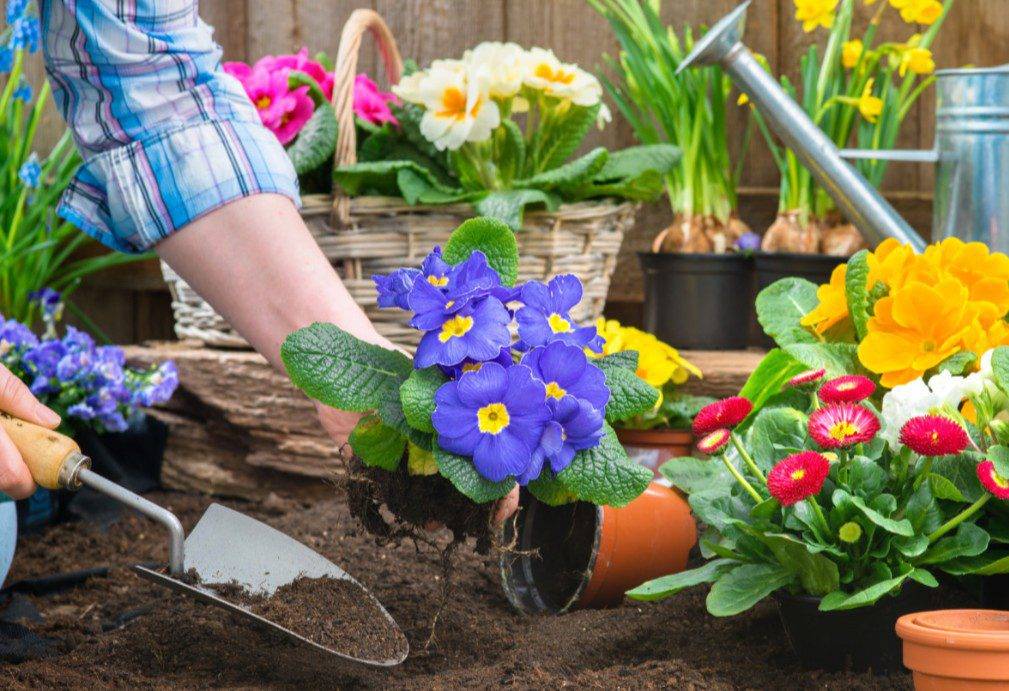 Работы в цветнике в марте – что можно сделать цветоводу | сайт о саде, даче и комнатных растениях.