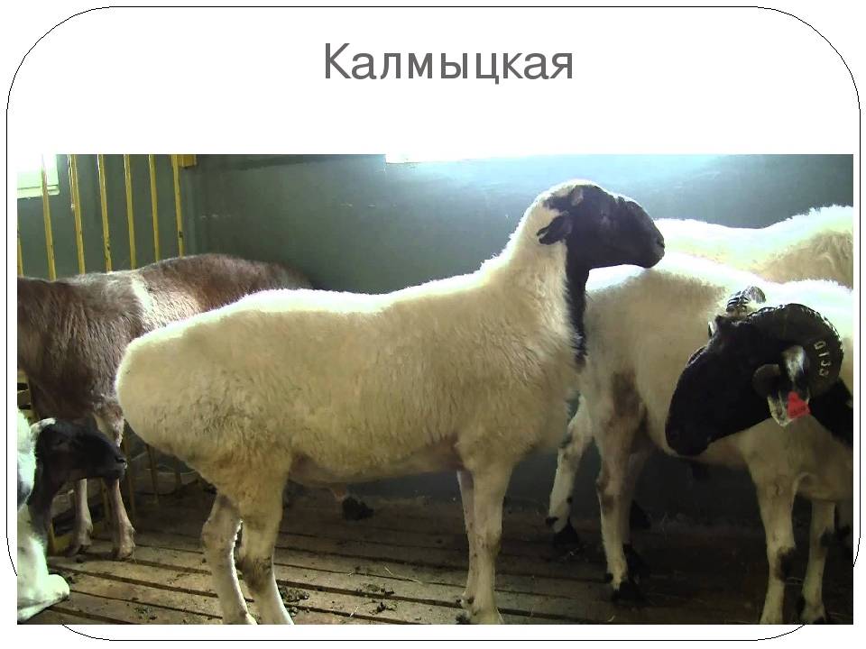 Гиссарская порода овец: характеристика с плюсами и минусами