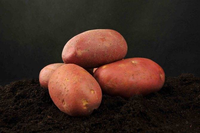 Сорт картофеля розара – описание и фото