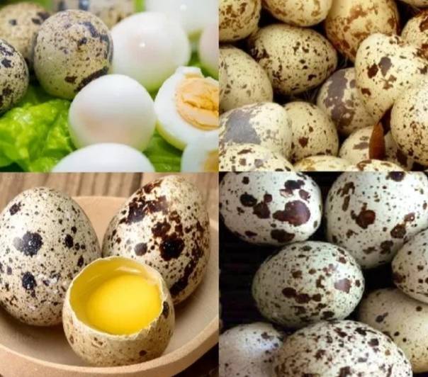 Перепелиные яйца: польза и вред, сколько варить, рецепты блюд и масок для лица и волос