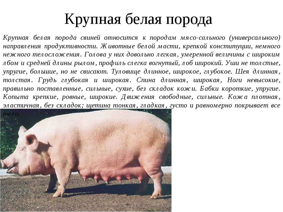 Породы свиней - обзор самых продуктивных видов и их описание