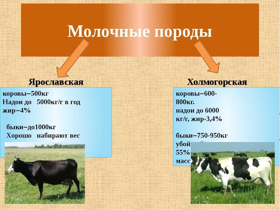 Какие бывают разновидности молочных высокоудойных коров