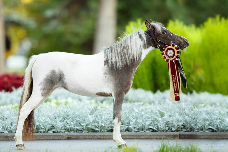 Карликовая лошадь стоимость внешний вид - oozoo.ru