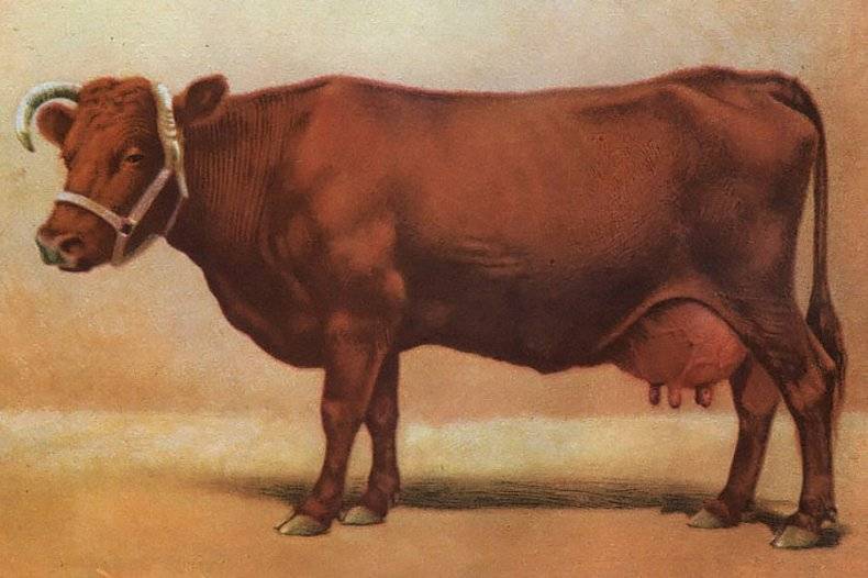 Англерская порода коров: описание и характеристика