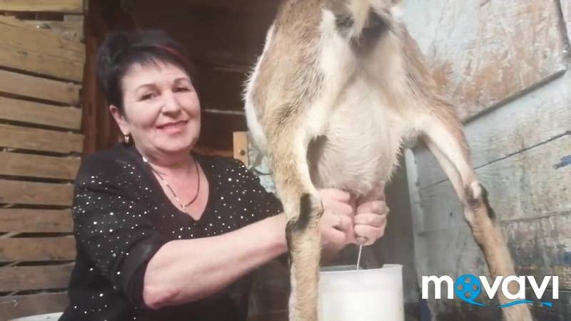 Доение коз: как правильно доить козу?
