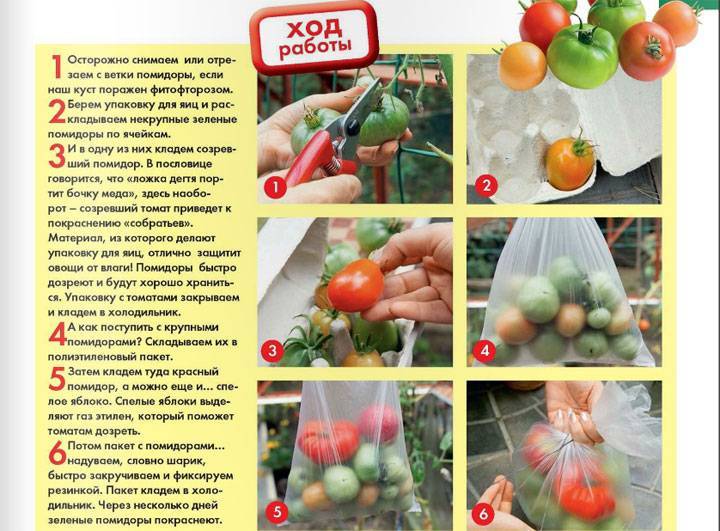 Как хранить зеленые помидоры до покраснения дома (чтобы дозрели)