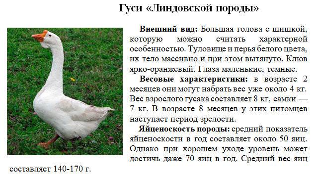 Линдовская порода гусей: характеристика, описание и как правильно содержать гусей линда