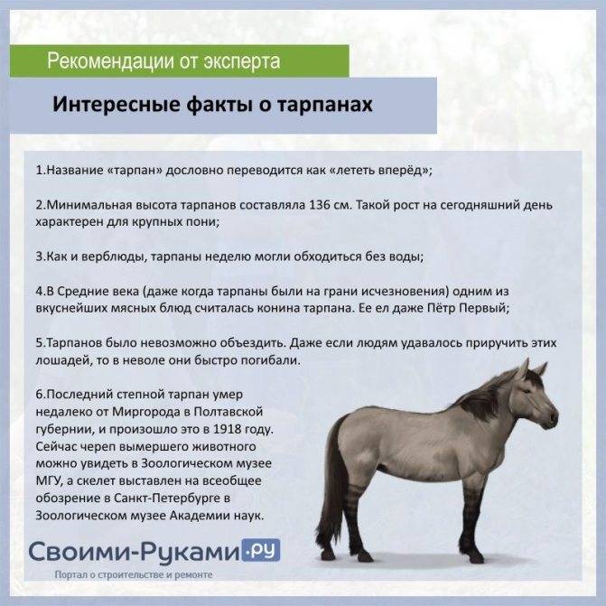 Самые интересные факты мира о лошадях