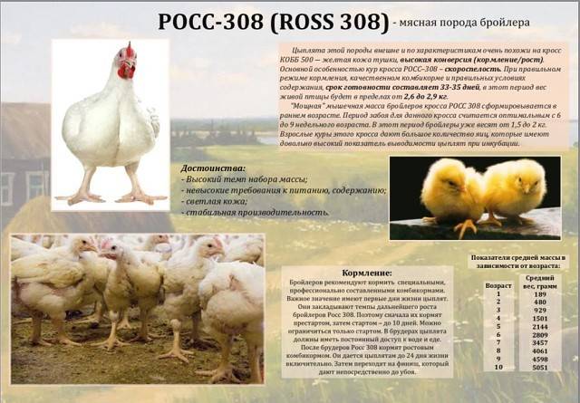 ᐉ породы бройлеров: основные характеристики и описание с фото кур лучших бройлерных пород, кормление цыплят - zoovet24.ru