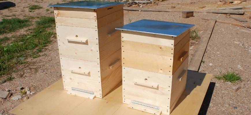 Особенности пчелиных ульев: лучшие варианты и конструкции