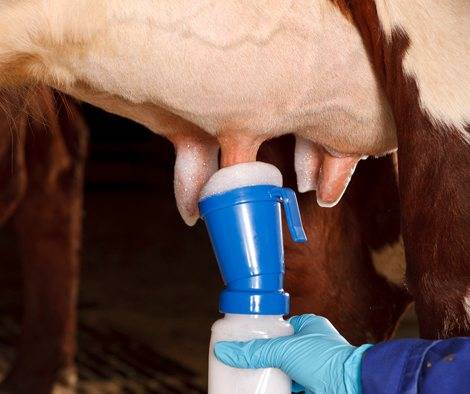 Горькое молоко у коровы: обзор возможных причин