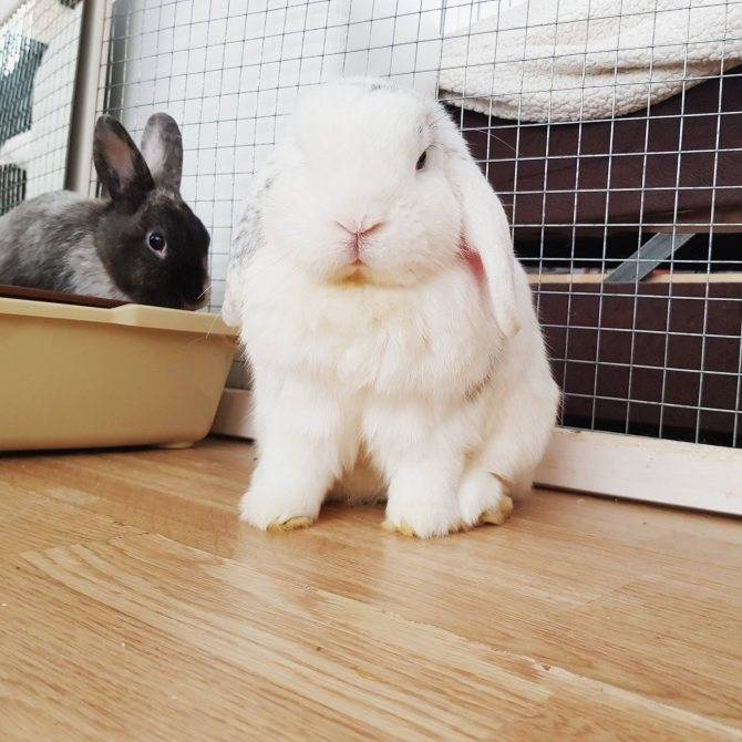 Сколько лет живут кролики в домашних условиях: декоративные, карликовые?