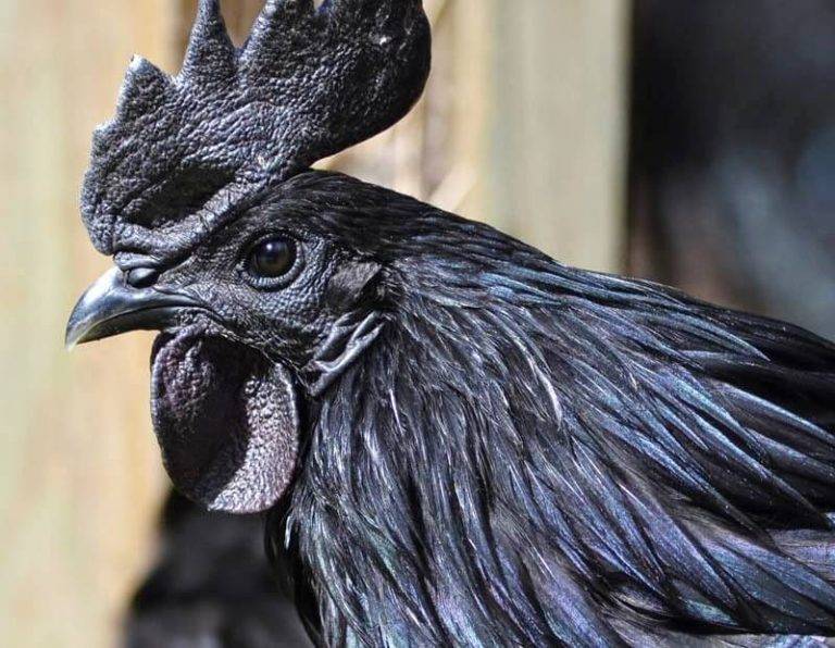 Аям цемани порода кур: описание индонезийских черных кур с фото