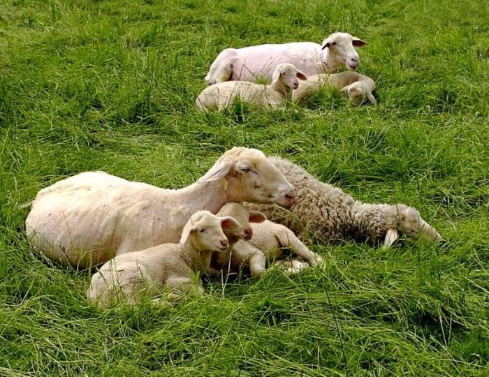 Катумские овцы