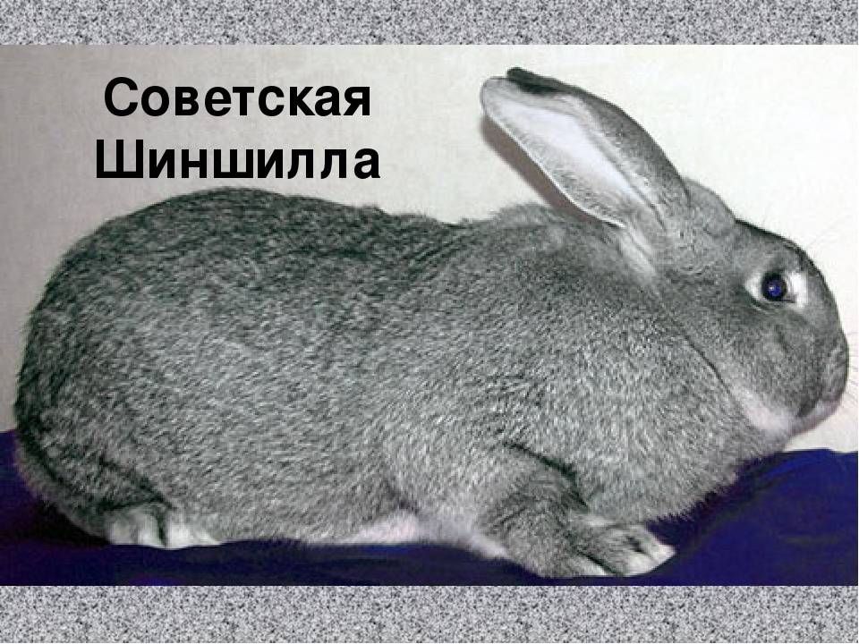Советская шиншилла (порода кроликов): описание, фото, вес, разведение и кормление