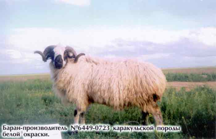 ᐉ каракульская порода овец: описание и характеристики - zooon.ru