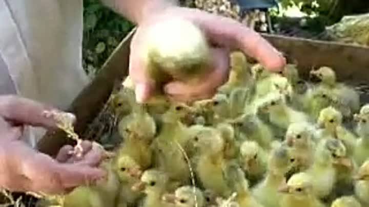 Как отличить цыплят курочек от петушков народными и научными методами