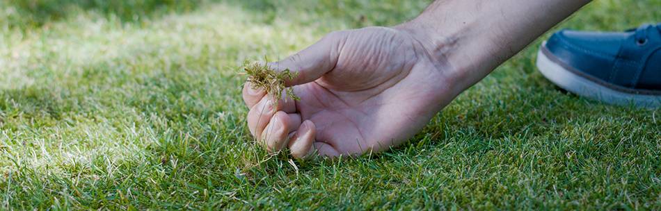 Весь газон покрыт мхом и лишайником: устраняем причину и лечим лужайку