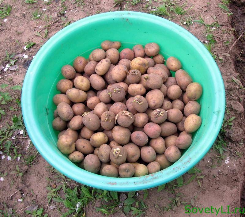 Как подготовить картофель к посадке весной в открытый грунт