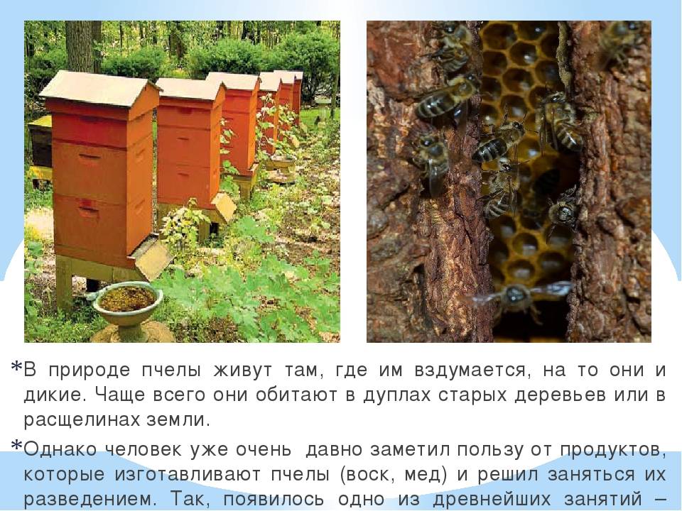 Описание и характеристика диких пчел, где они живут и как поймать