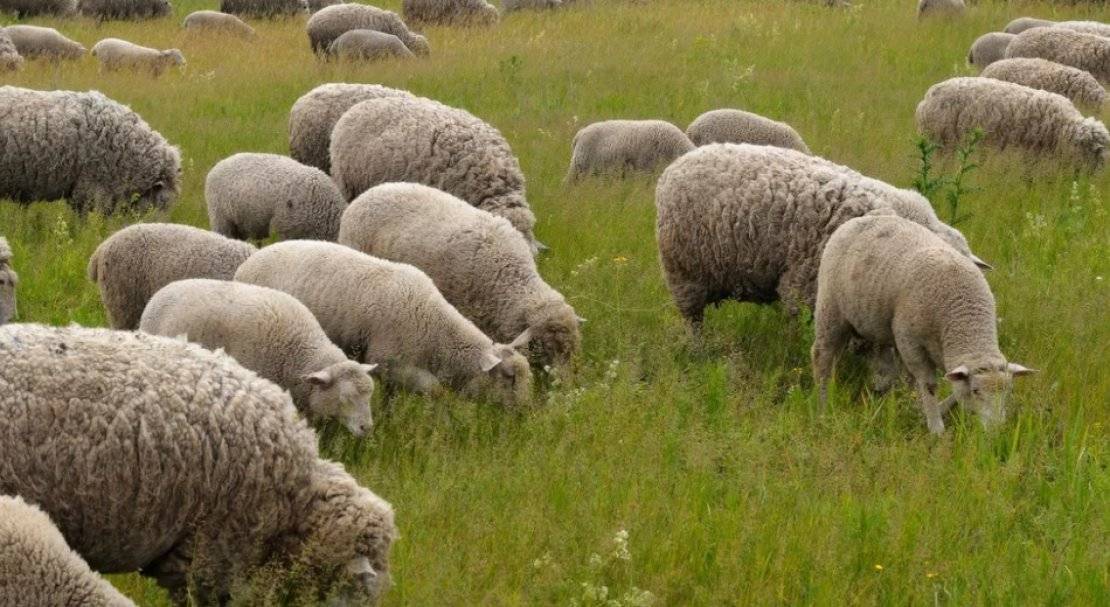 ᐉ овцы породы тексель: описание и характеристика - zooon.ru