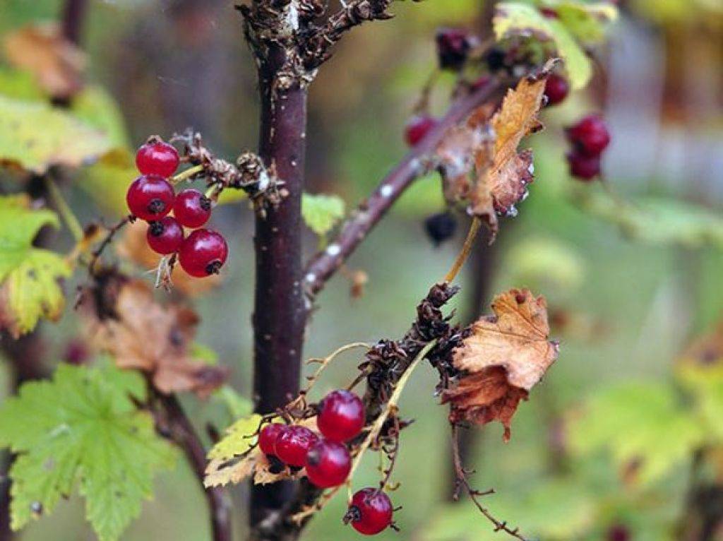Резко стали сохнуть ветки с ягодами красной смородины / асиенда.ру