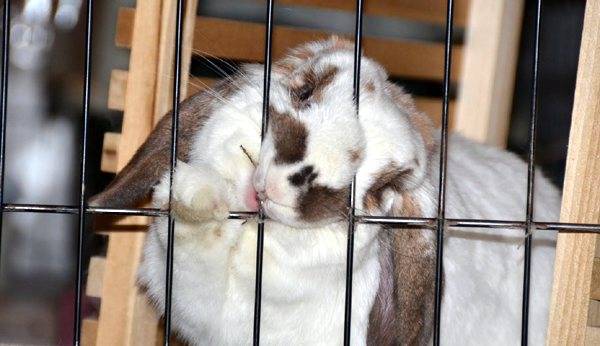 Почему декоративные кролики грызут клетки и что с этим делать?