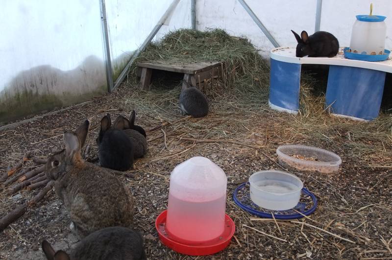 Особенности содержания кроликов зимой. | кролики. разведение и содержание в домашних условиях