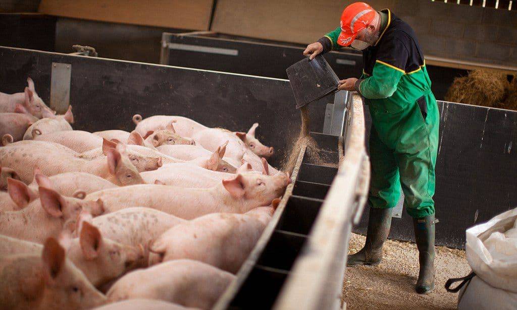 Разведение свиней: особенности и перспективы развития бизнеса