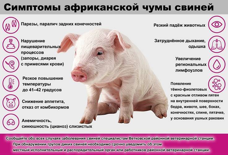 Африканская чума свиней — свиноводство -> болезни свиней