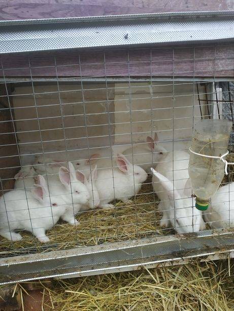 Как выращивать кроликов в домашних условиях на мясо