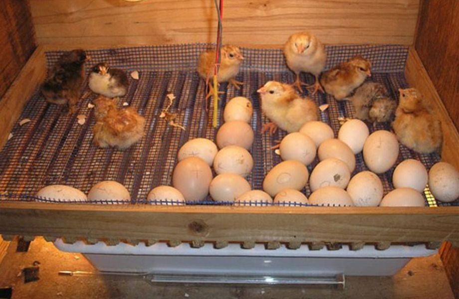 Как выбрать модель инкубатора для куриных яиц