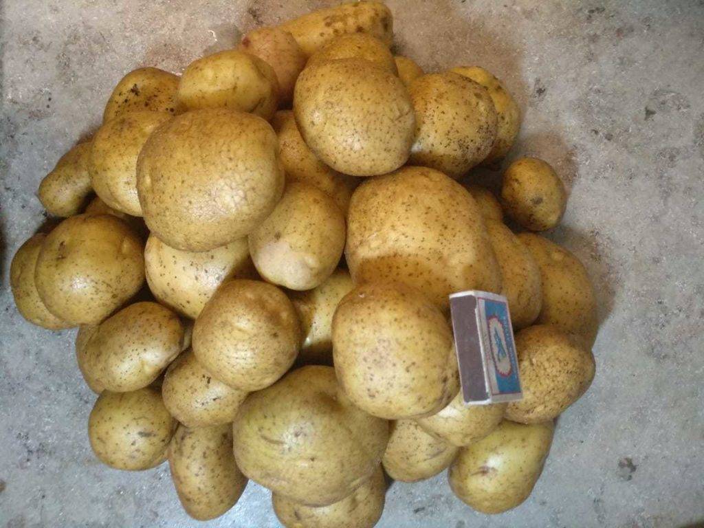 Описание сортов картофеля: гала, удача, скарлет, жуковский, тулеевский