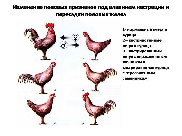 Как определить возраст курицы — народные способы и опытные методы
