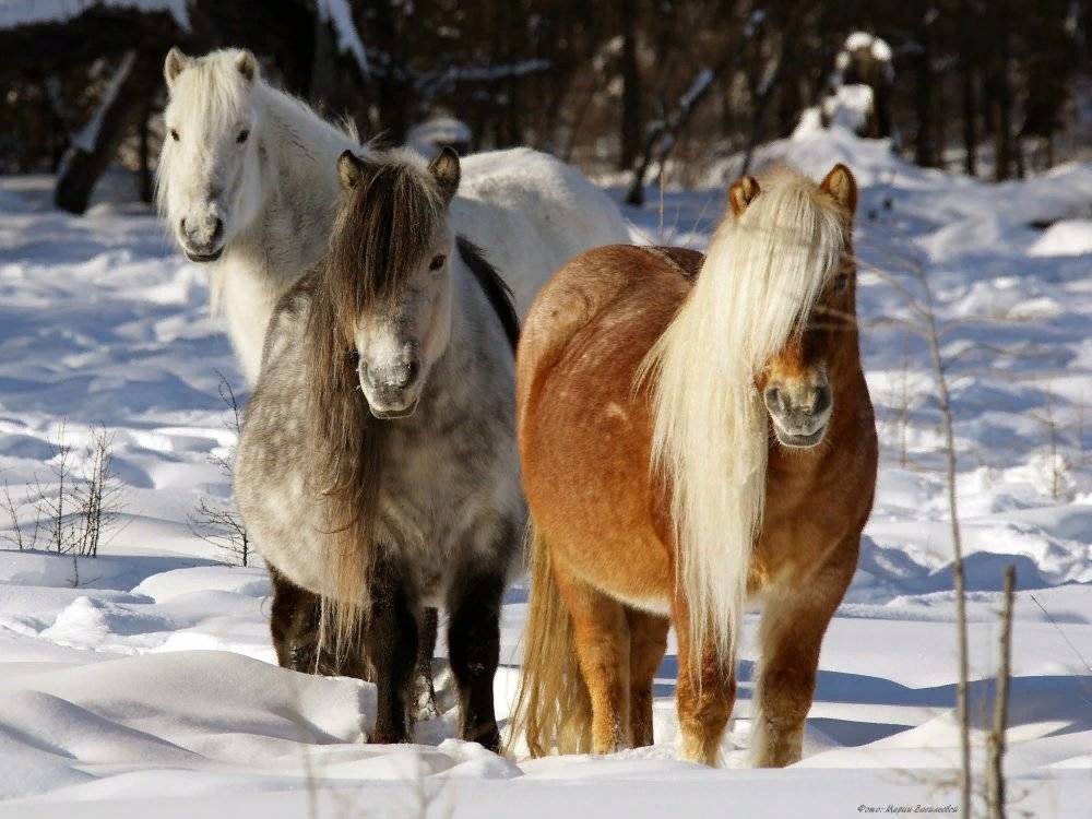 Якутская лошадь: характеристика породы, уход и содержание, правила разведения