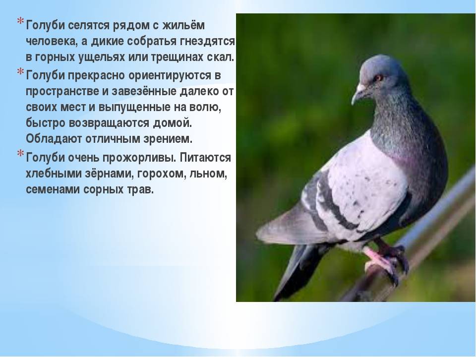Сизый голубь: фото, описание породы