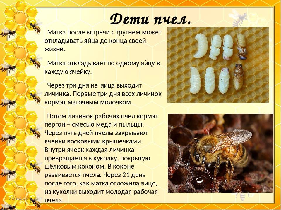 Рабочие пчелы являются самками