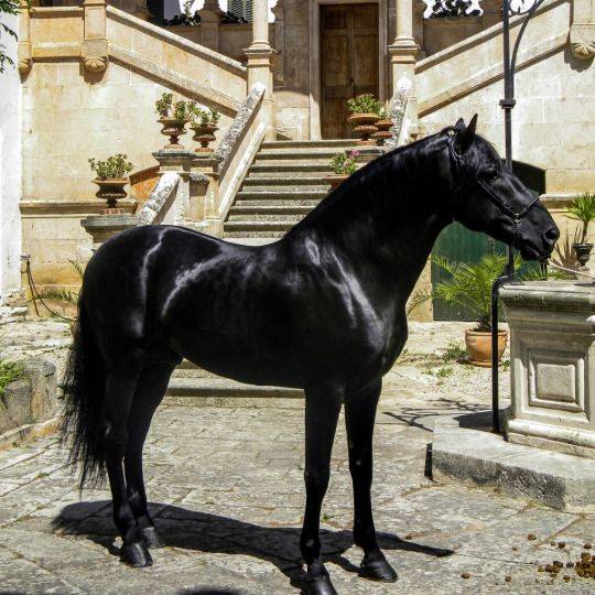 Андалузская порода лошадей - описание и характеристика